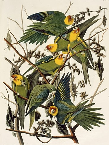 Audubon Carolina Parakeet